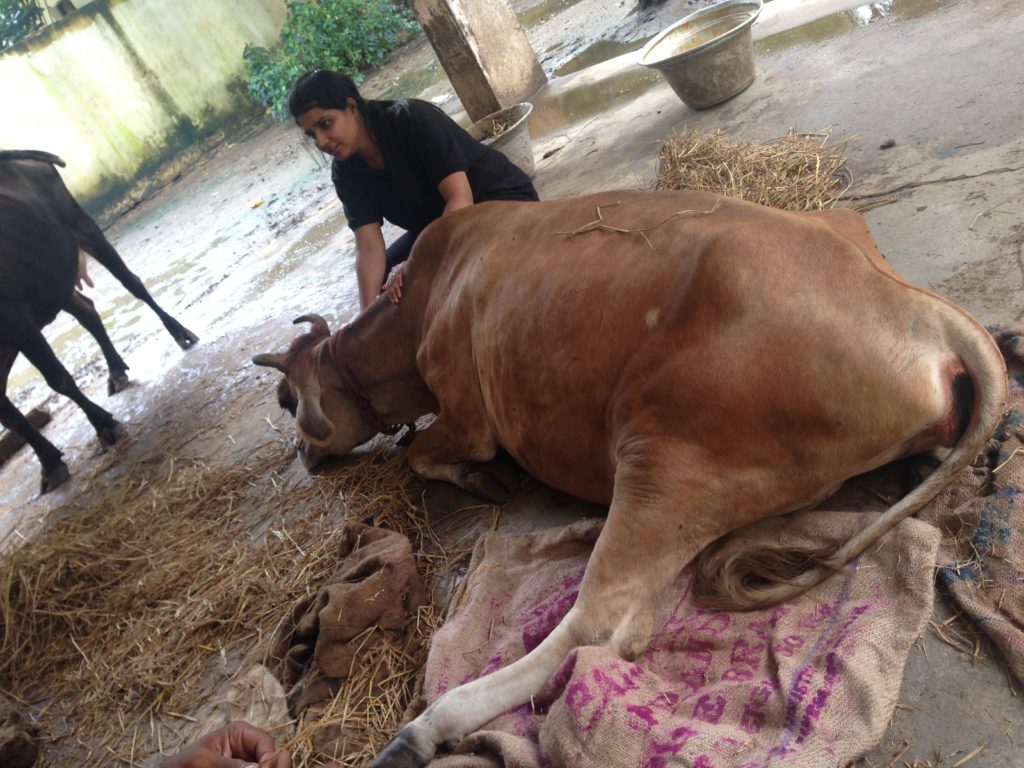 Suchitra-S-Rao-rescuing-a-Cow-who-was-injured-during-Chennai-Floods-2015