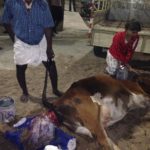 Suchitra S Rao giving Ist aid to a rescued Cow who had a uterus prolapse