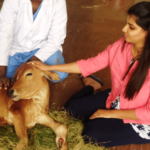 Suchitra S Rao with a rescued Calf undergoing treatment